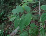 Sambucus nigra. Лист с поражениями. Краснодарский край, Сочи, окр. Хосты, засорённый лес. 21.10.2015.