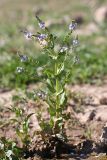 Veronica oxycarpa