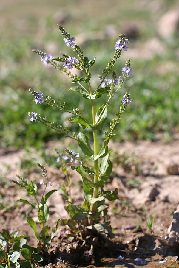 Image of Veronica oxycarpa specimen.