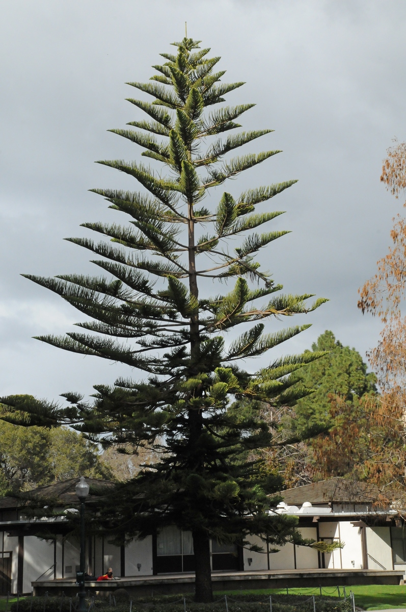 Image of Araucaria heterophylla specimen.