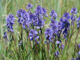 Polygala hybrida