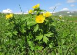 Trollius ranunculinus