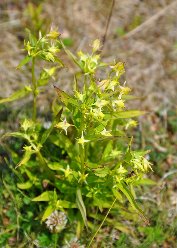 Изображение особи Halenia corniculata.