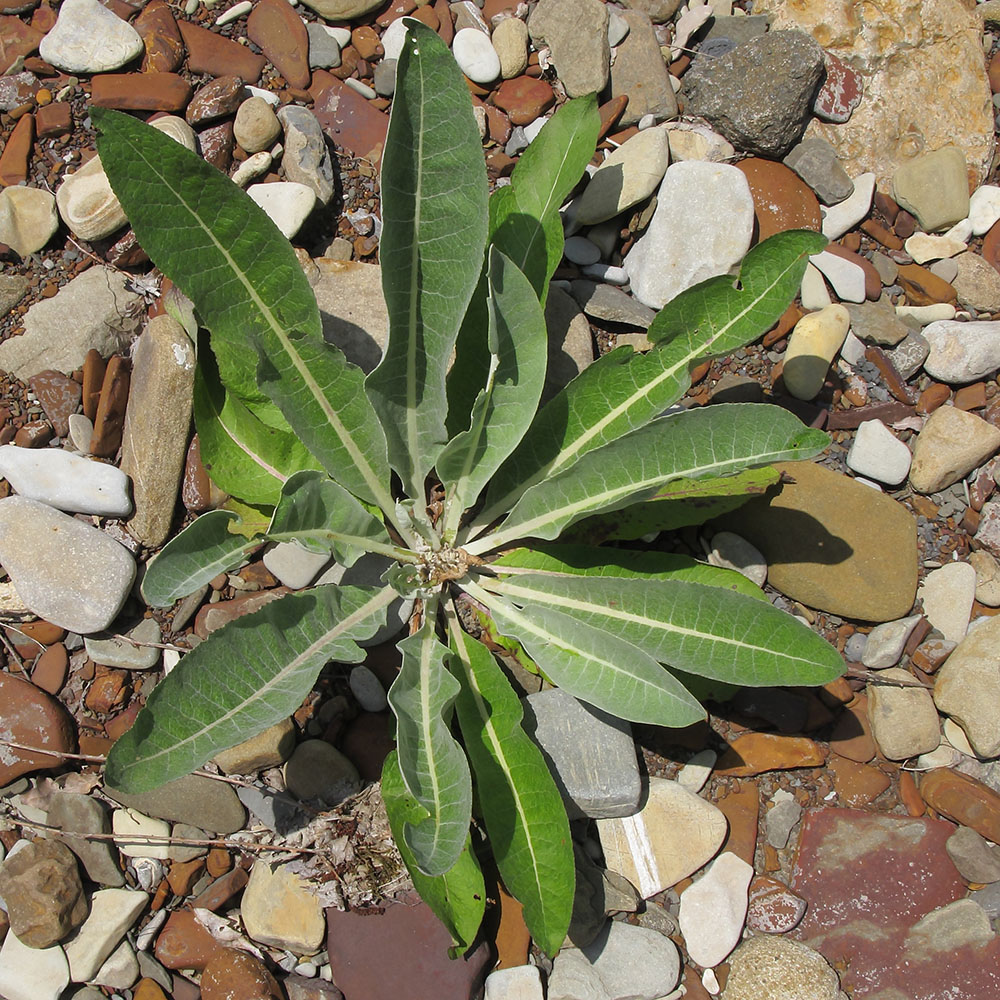 Image of Verbascum gnaphalodes specimen.