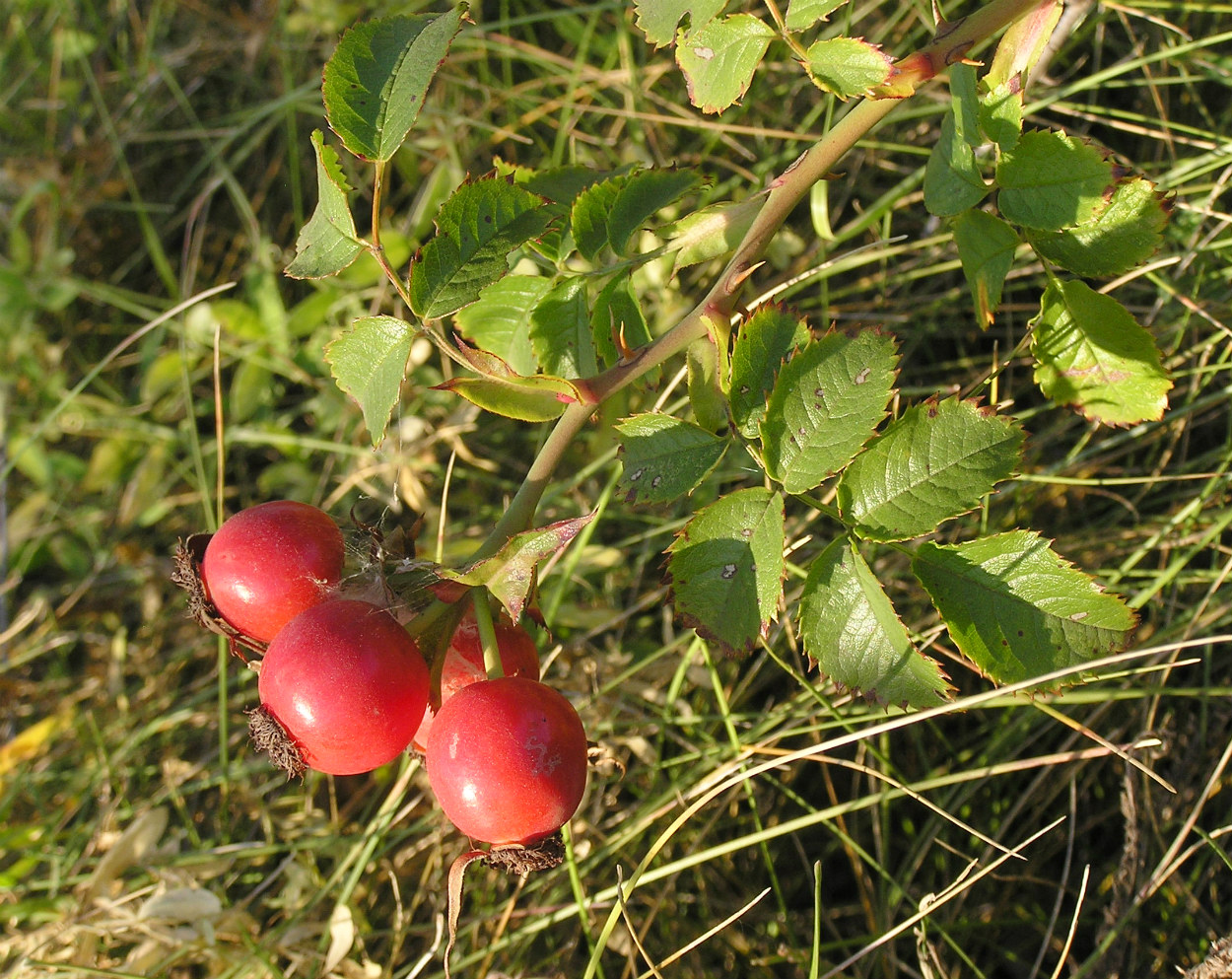 Image of genus Rosa specimen.