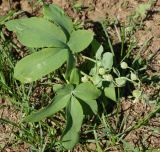 Gymnospermium altaicum