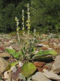 Verbascum gnaphalodes