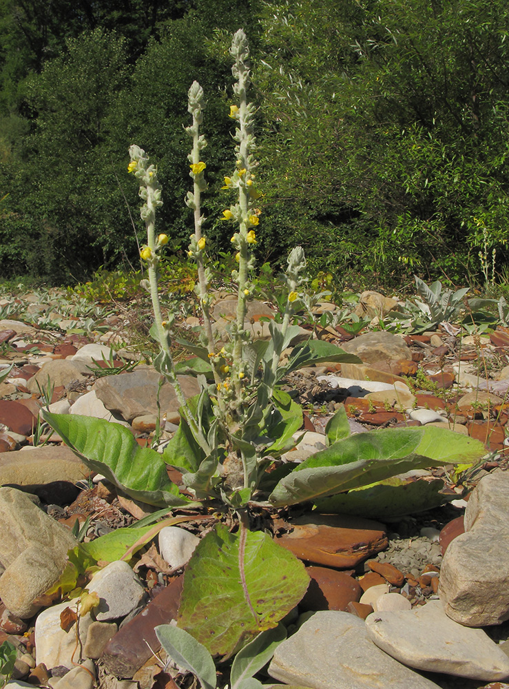 Изображение особи Verbascum gnaphalodes.