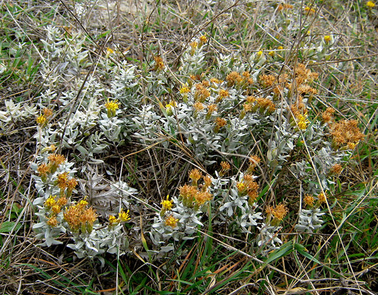 Image of Galatella villosa specimen.