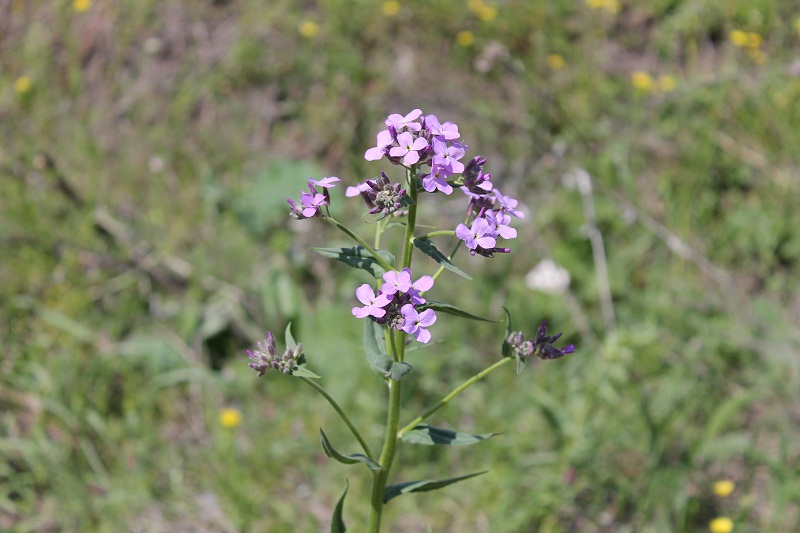 Изображение особи Hesperis pycnotricha.