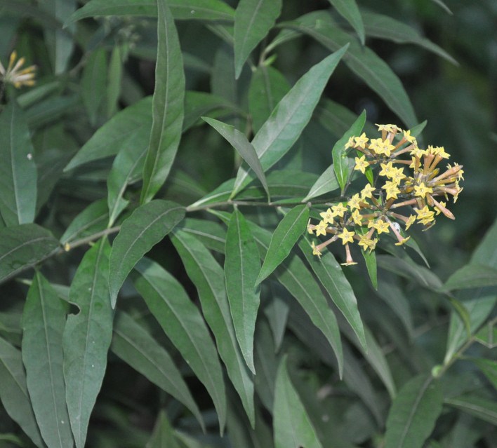 Image of genus Cestrum specimen.