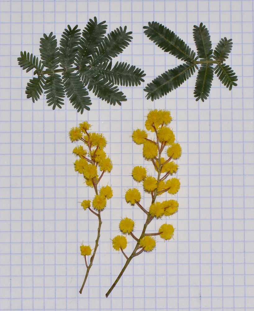 Изображение особи Acacia baileyana.