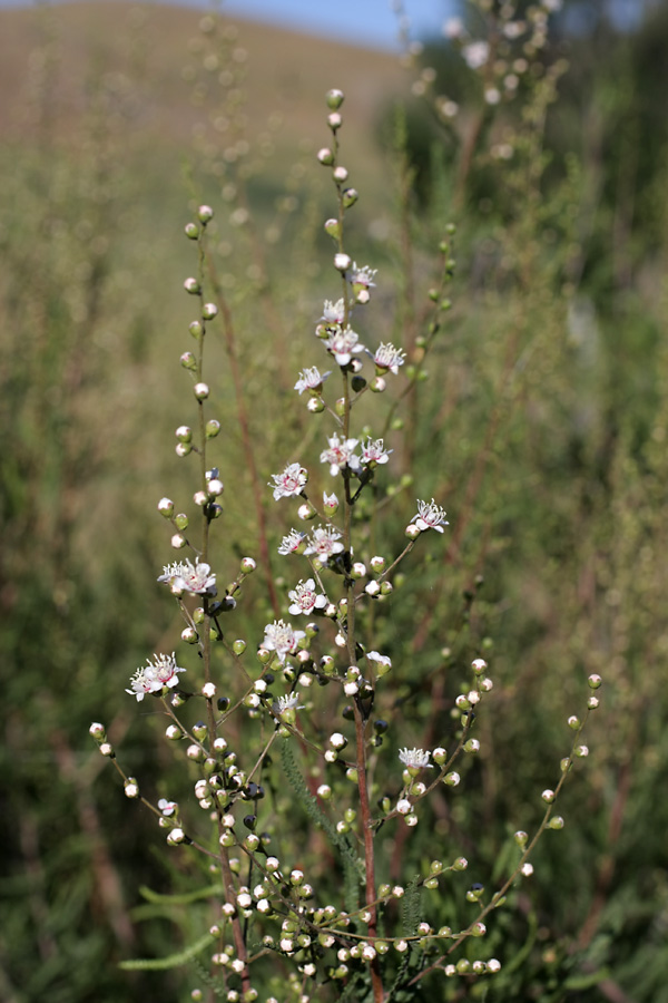 Image of Spiraeanthus schrenkianus specimen.