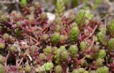 Sedum acre