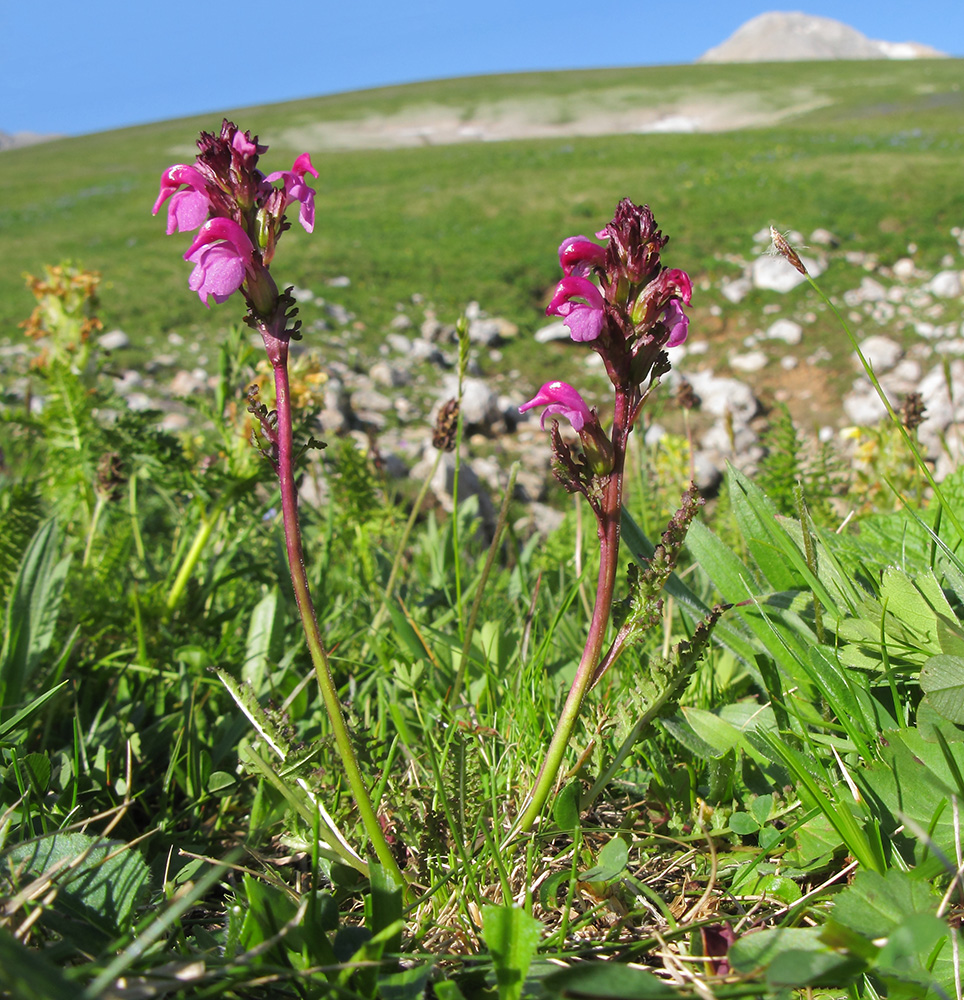 Image of Pedicularis nordmanniana specimen.