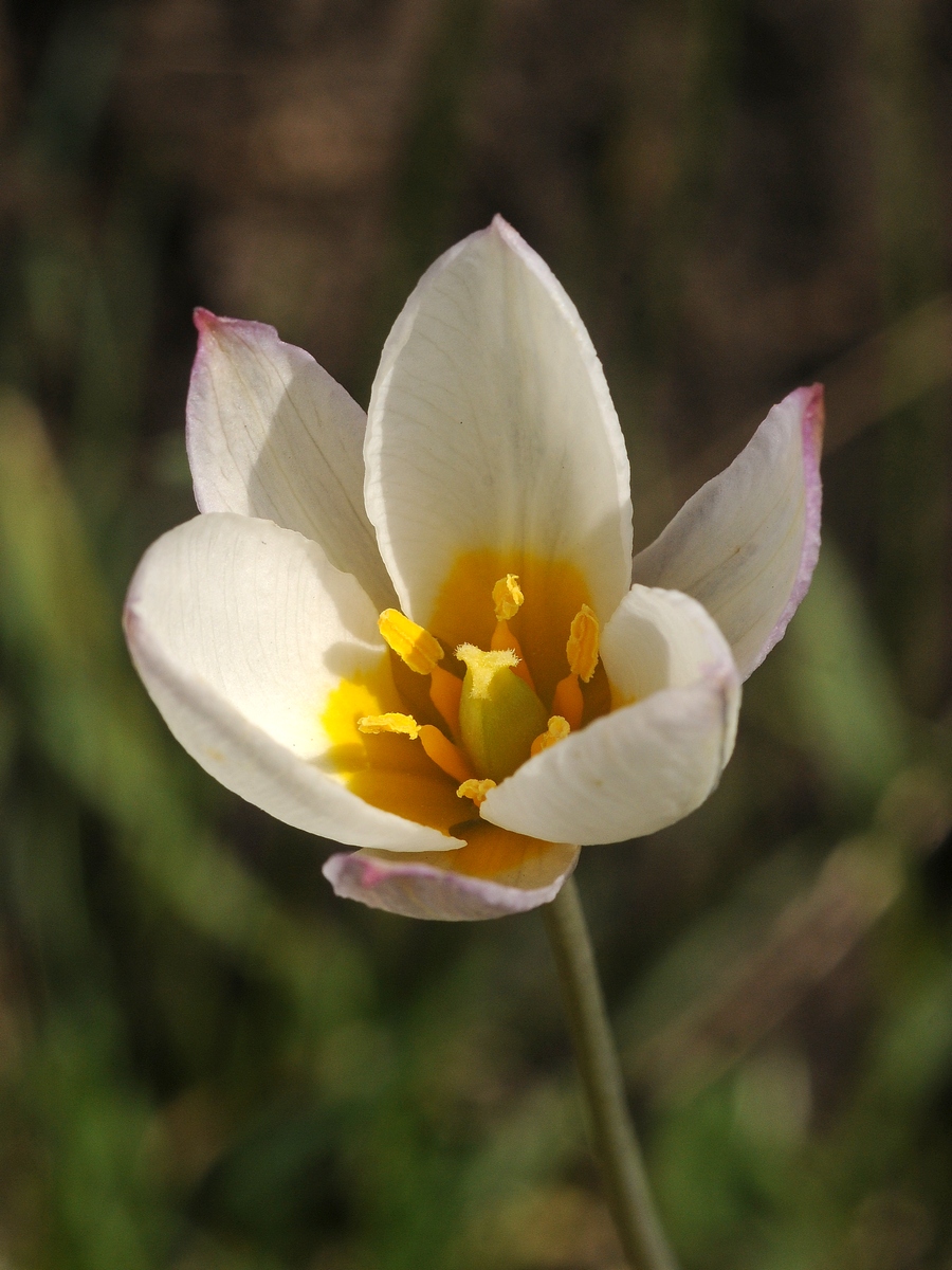 Изображение особи Tulipa sogdiana.