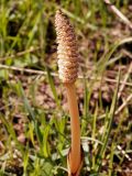 Equisetum arvense. Верхушка генеративного побега со стробилами. Ленинградская обл., Старая Ладога, северная окраина, р-н курганов. 04.05.2016.