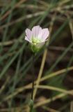 Holosteum marginatum. Цветок. Крым, гора Чатырдаг, восточный склон нижнего плато, разнотравно-овсяницевая степь. 10 мая 2016 г.