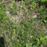 Bromus squarrosus