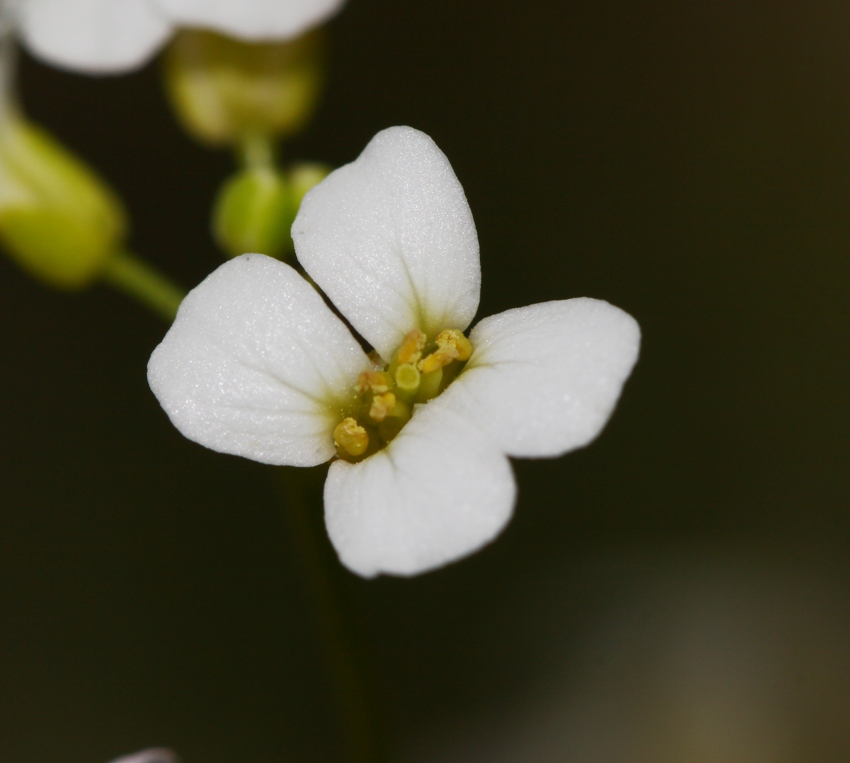 Изображение особи Arabidopsis gemmifera.