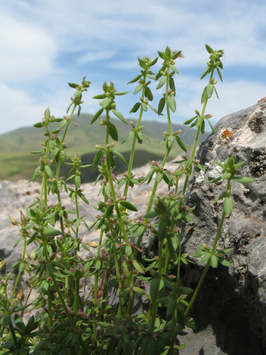 Изображение особи Galium verticillatum.