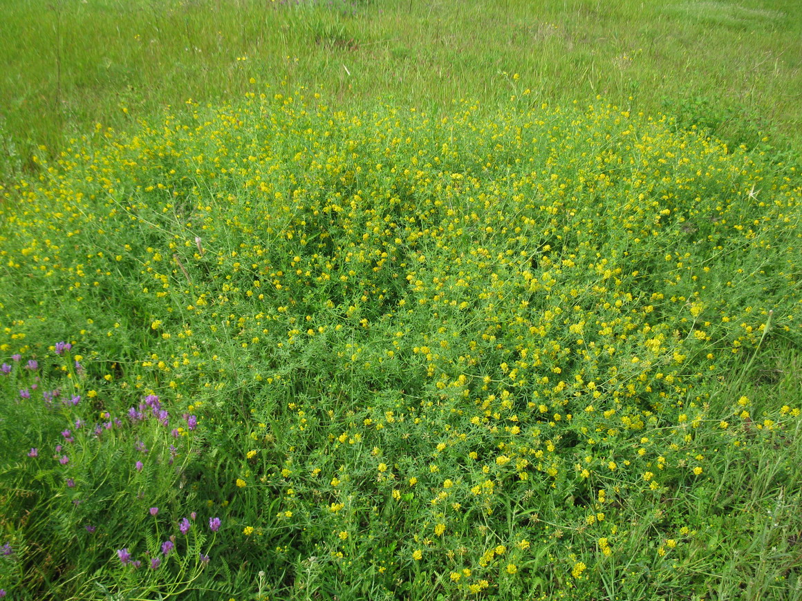 Изображение особи Medicago falcata.