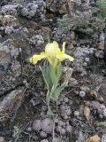 Iris humilis. Цветущее растение. Республика Хакасия, Алтайский р-н, гора Самохвал. 7 мая 2013 г.