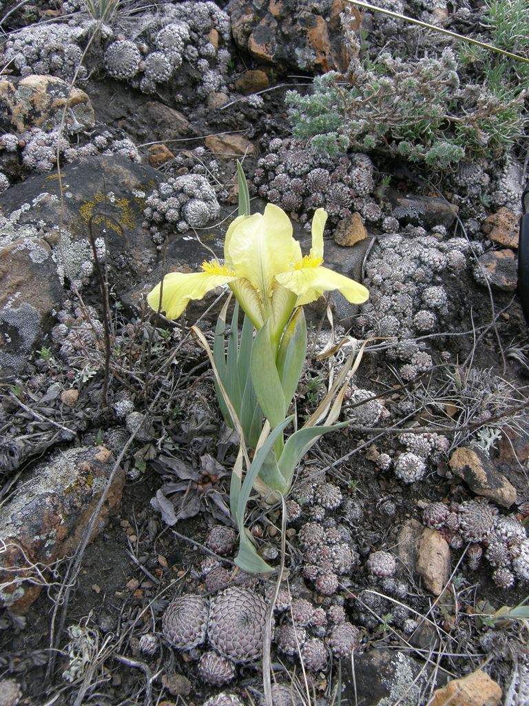 Image of Iris humilis specimen.