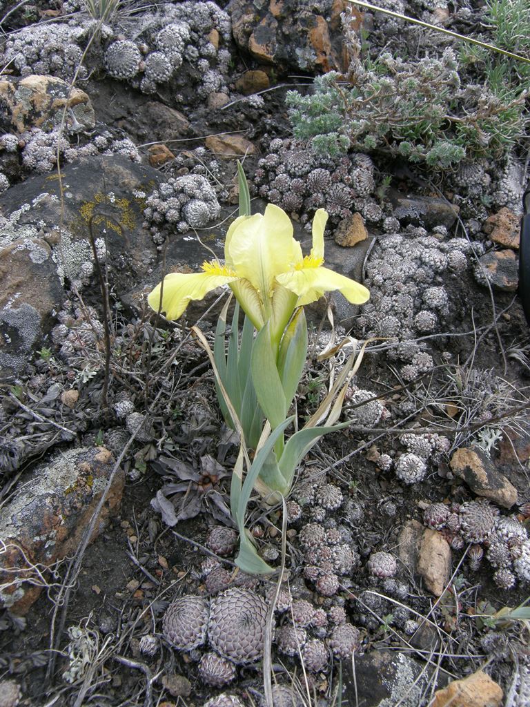 Изображение особи Iris humilis.