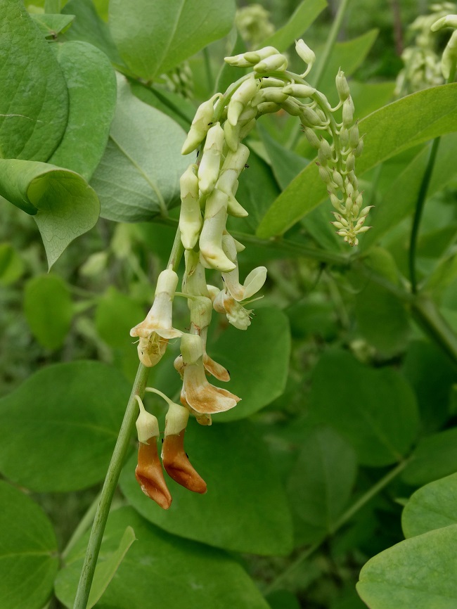 Image of Lathyrus davidii specimen.