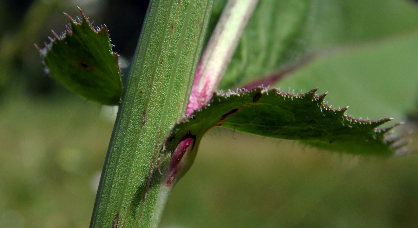 Image of Cichorium intybus specimen.
