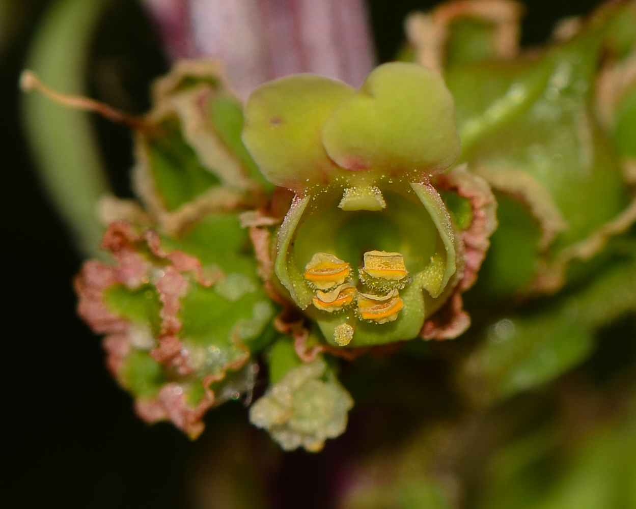 Изображение особи Scrophularia rubricaulis.