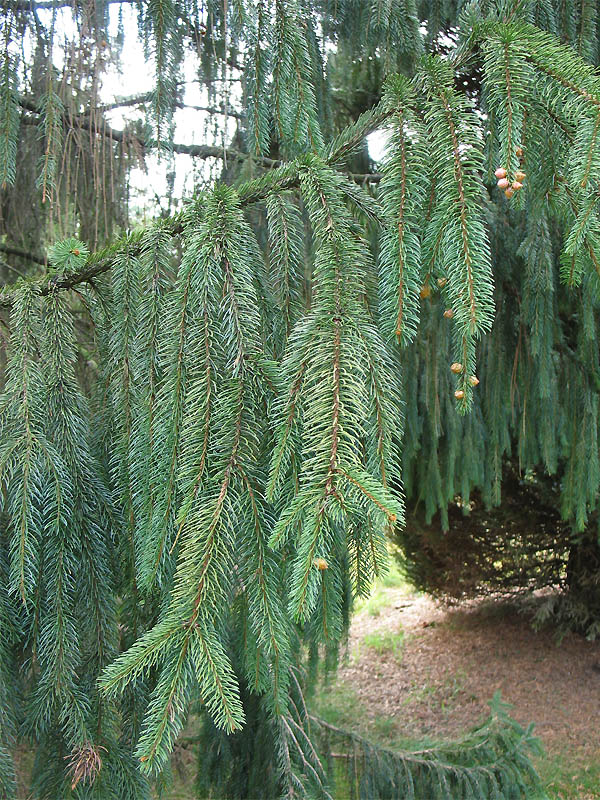 Image of Picea engelmannii specimen.