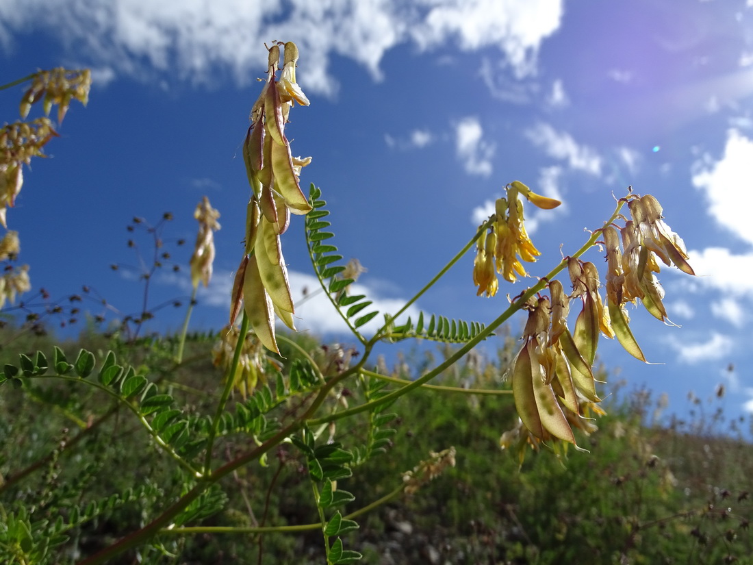 Изображение особи Astragalus mongholicus.