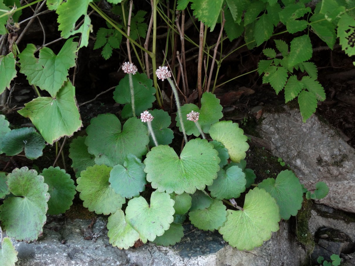 Изображение особи Micranthes manchuriensis.