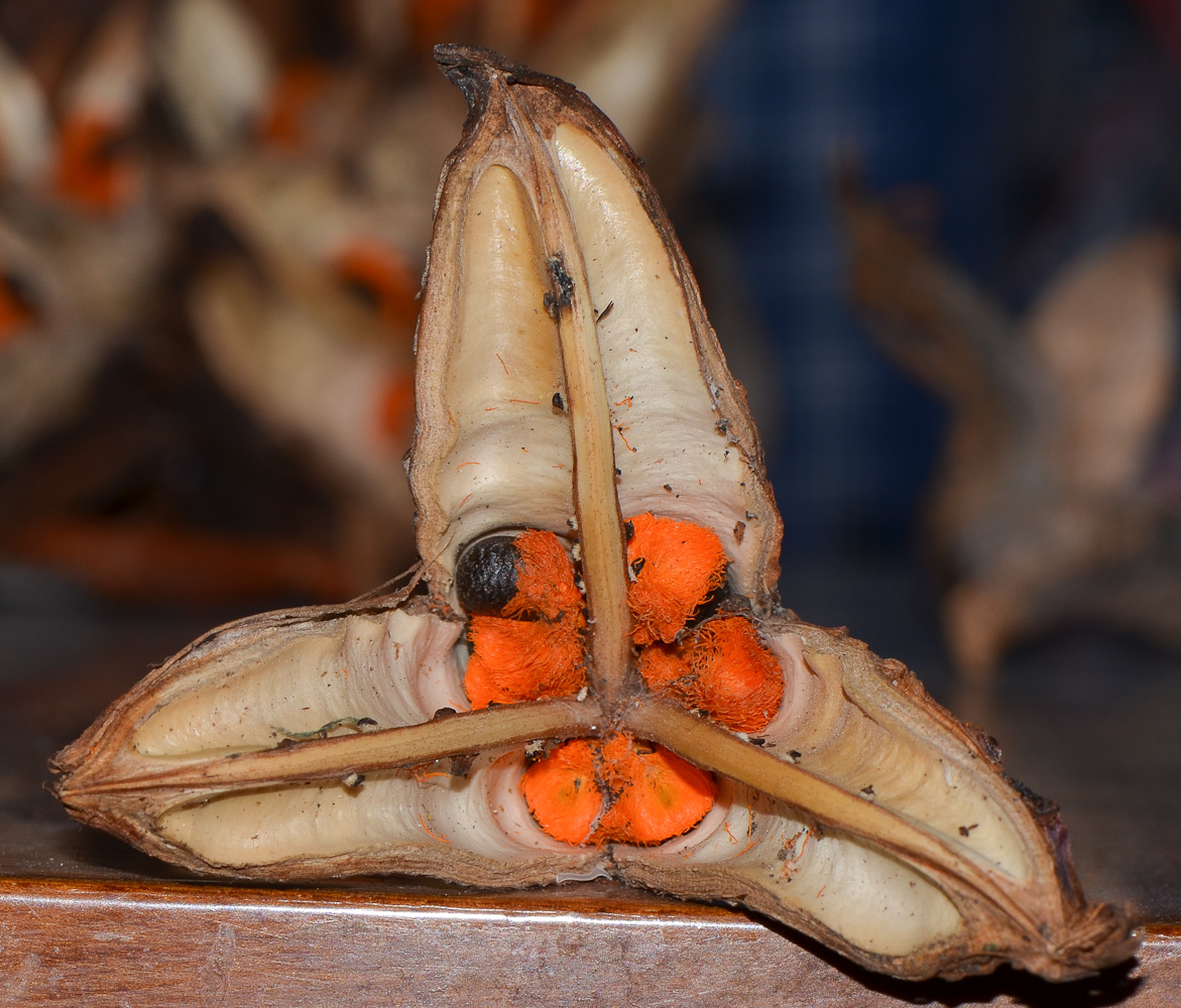 Изображение особи Strelitzia nicolai.