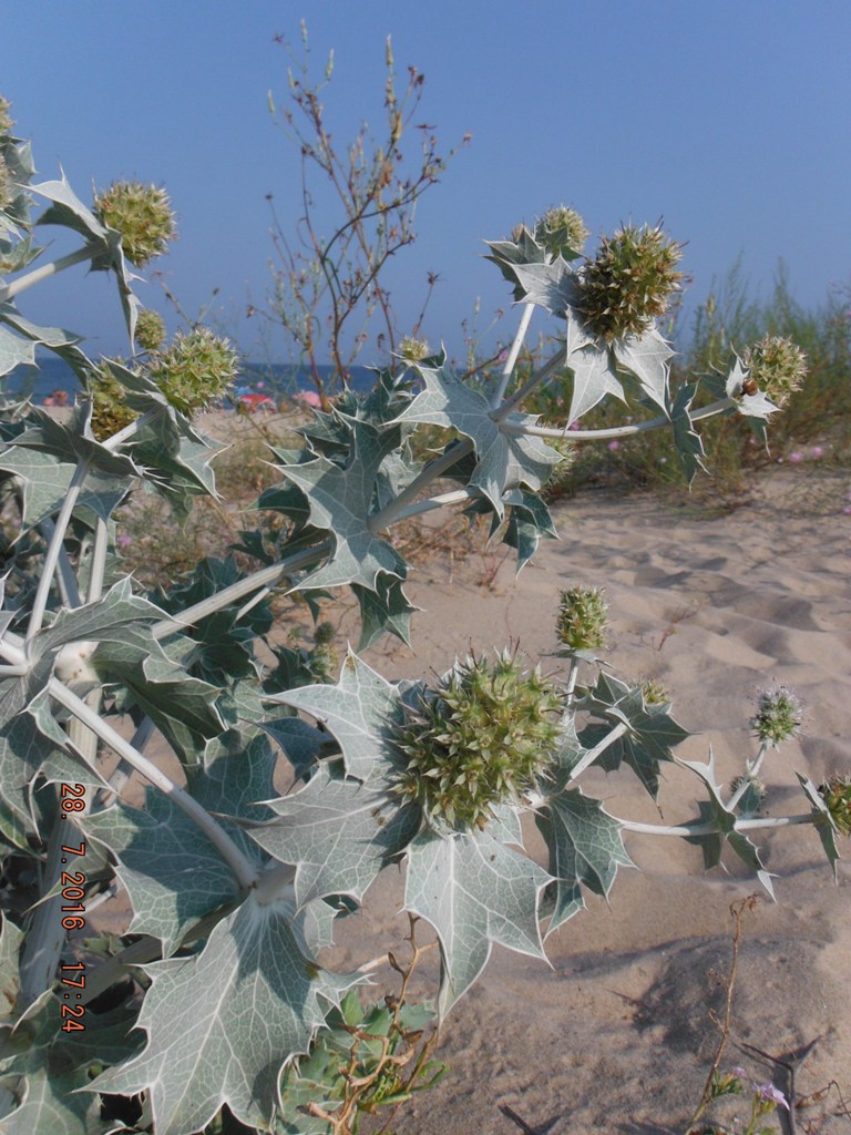 Image of Eryngium maritimum specimen.