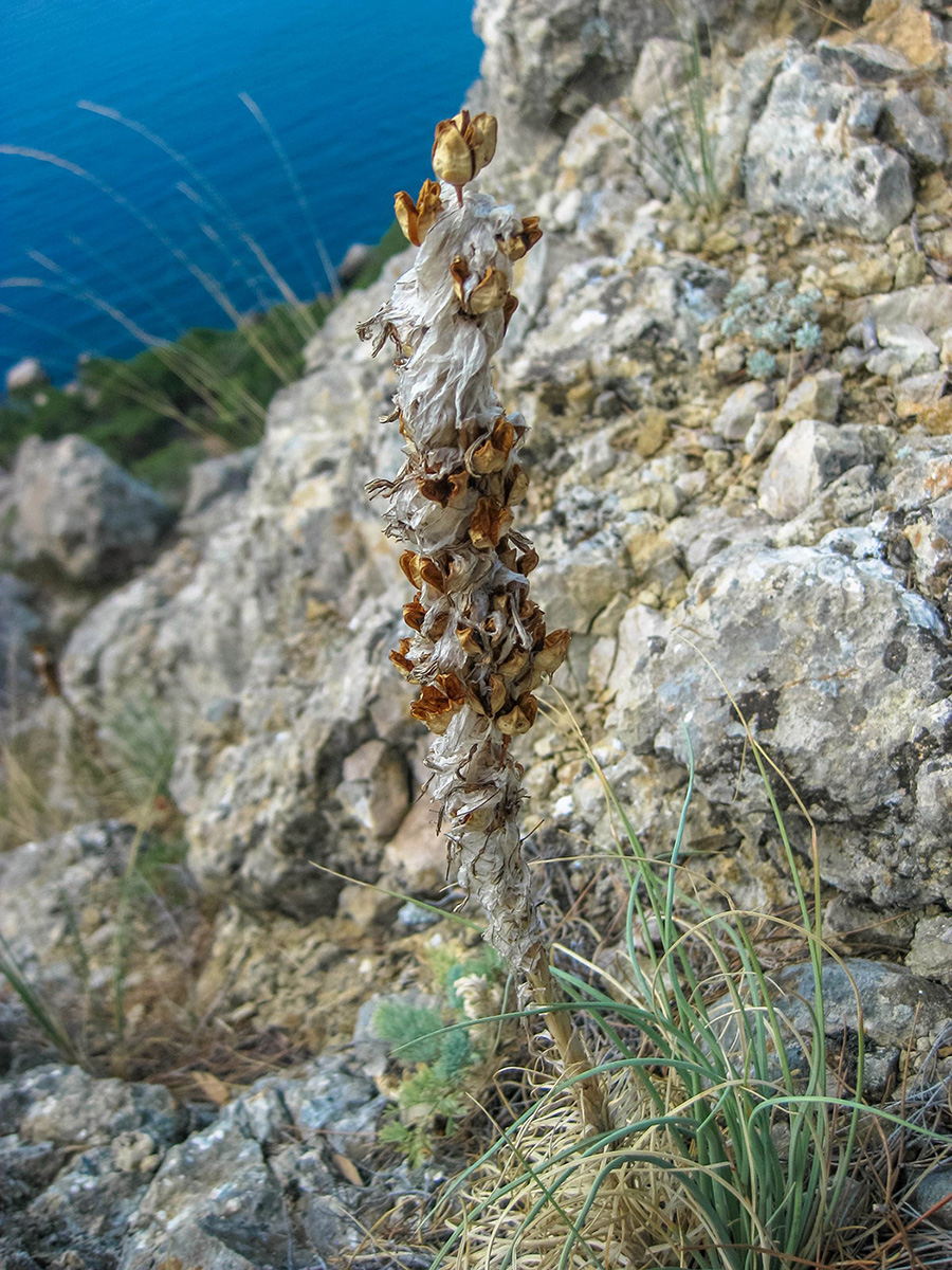 Изображение особи Asphodeline taurica.