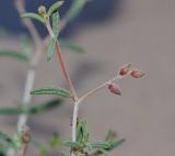 Helianthemum lippii