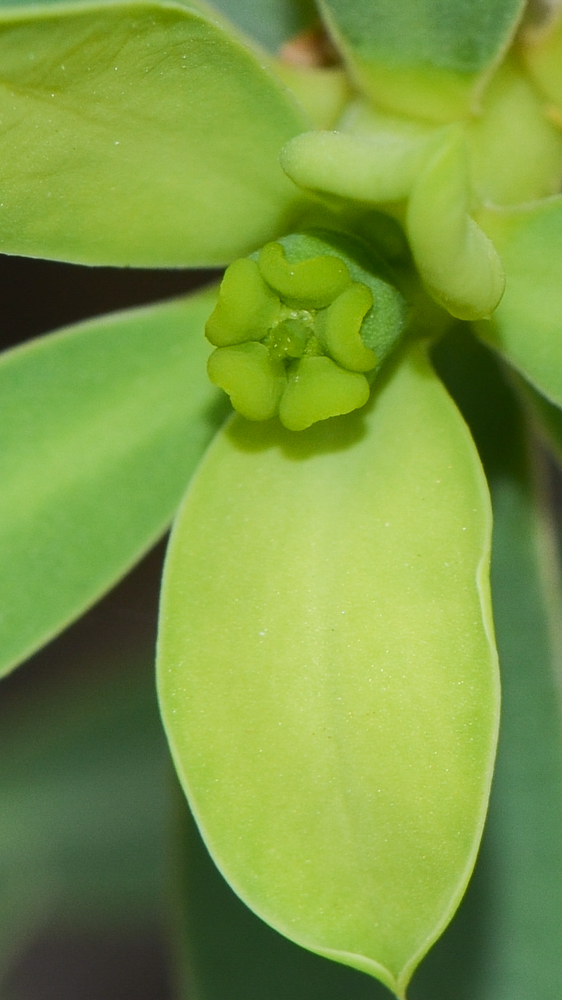 Изображение особи Euphorbia balsamifera.