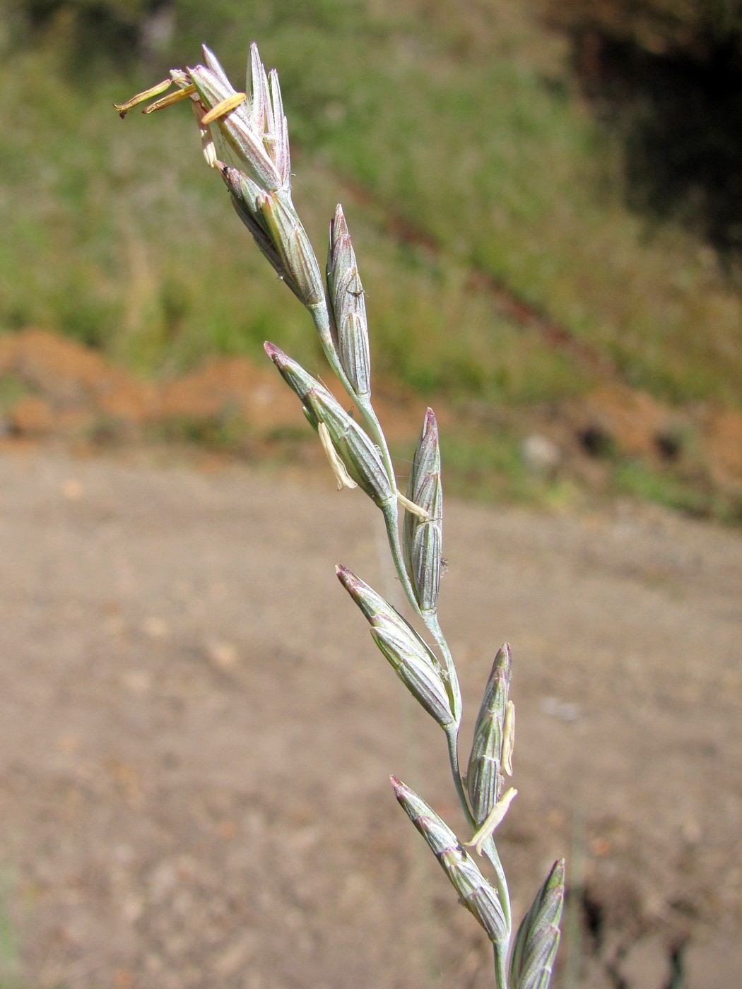 Изображение особи Elytrigia intermedia.