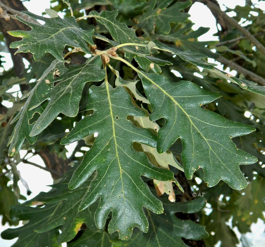 Изображение особи Quercus pyrenaica.