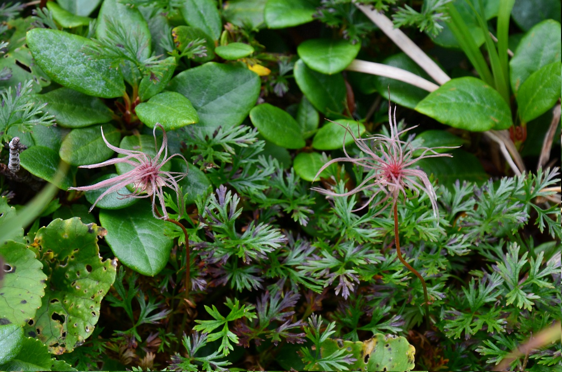 Image of Sieversia pusilla specimen.