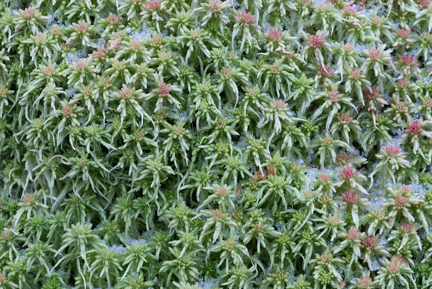 Image of Sphagnum russowii specimen.