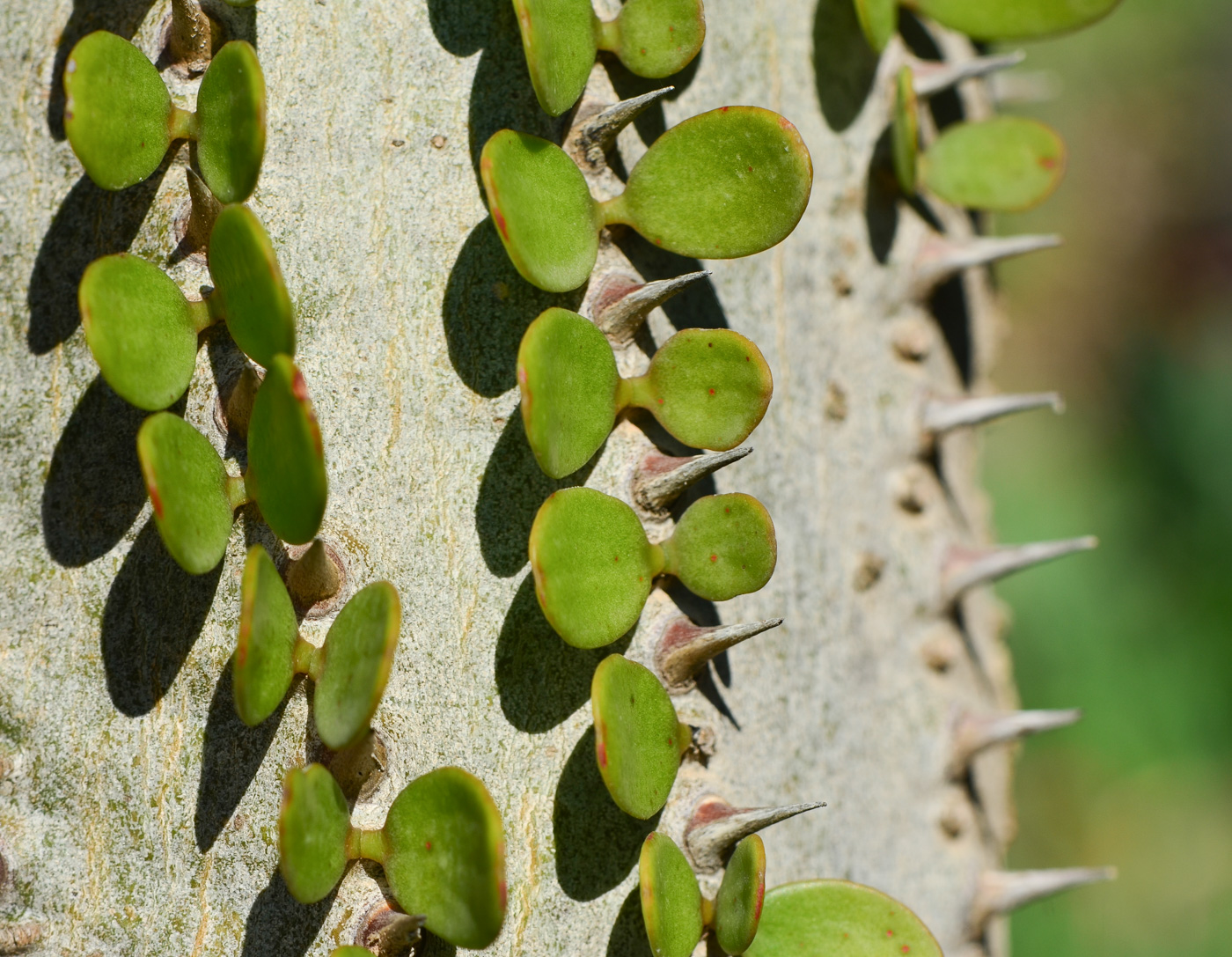 Image of Alluaudia ascendens specimen.