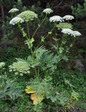 Heracleum freynianum. Цветущее растение. Северная Осетия, Ирафский р-н, верховья р. Урух, выс. около 1800 м н.у.м., опушка соснового леса. 05.07.2016.