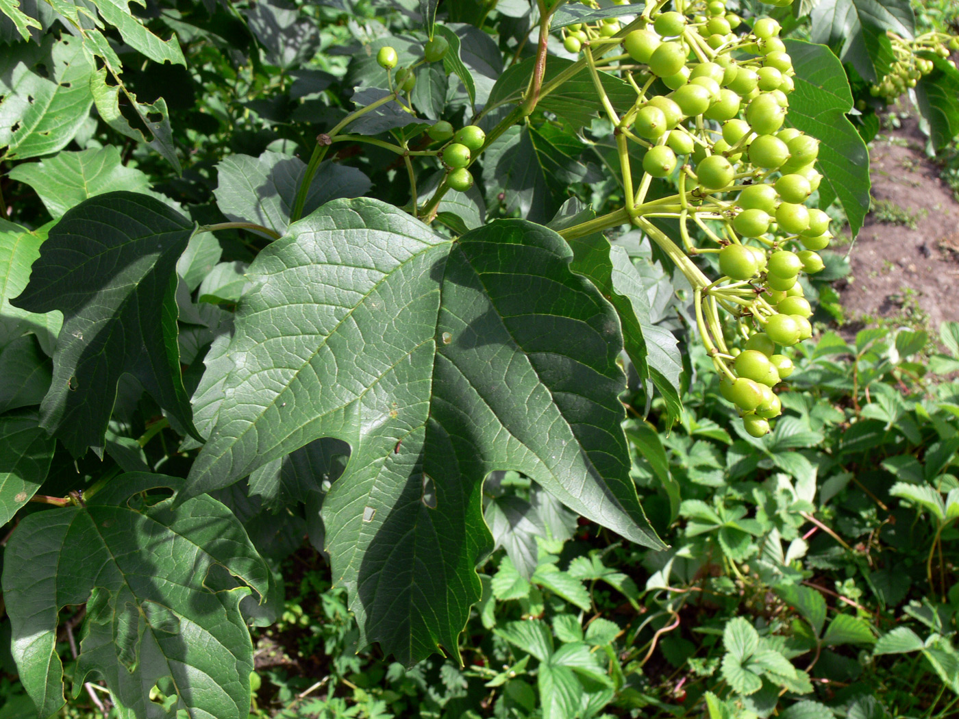 Изображение особи Viburnum opulus.