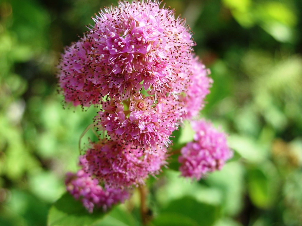 Image of Spiraea salicifolia specimen.