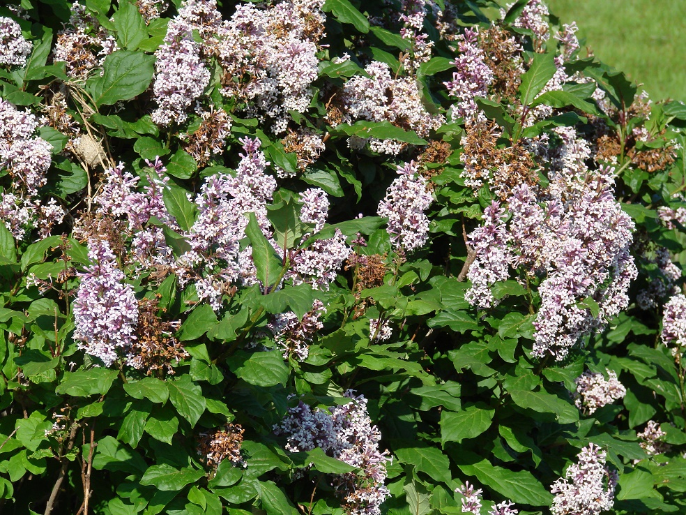 Изображение особи Syringa × henryi.