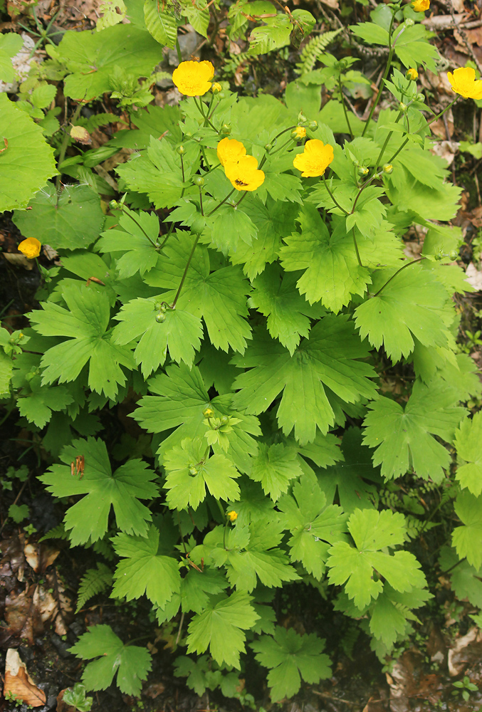 Изображение особи Ranunculus cappadocicus.